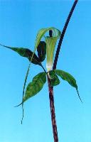 Arisaema ehimense