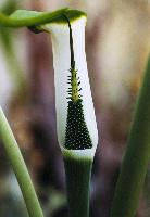 Arisaema sp. Blue Pollen