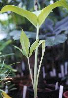 Arisaema sp. Blue Pollen