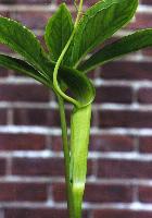 Arisaema neglectum