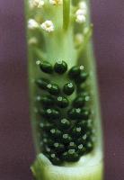 Arisaema neglectum