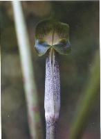 Arisaema pierreanum