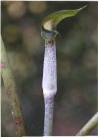 Arisaema pierreanum