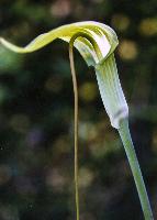 Arisaema prazeri