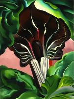 Jack-in-pulpit Abstration 2, 1930 | Alfred Stieglitz Collection