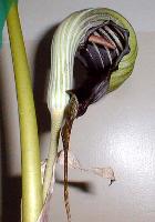 Arisaema franchetianum