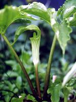 Arisaema amurense