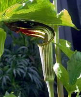 Arisaema amurense