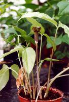 Arisaema amurense seeds