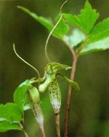 Arisaema omeiense