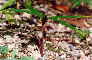 Arisaema omeiense