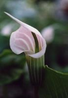 Arisaema candidissimum