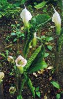 Arisaema candidissimum