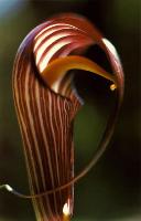 Arisaema costatum