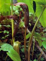 Arisaema costatum