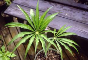 Arisaema CT369 leaves