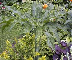 Arisaema dracontium