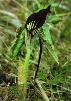 Arisaema elephas