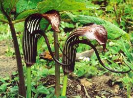 Arisaema elephas