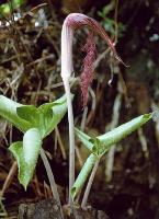 Arisaema fimbriatum