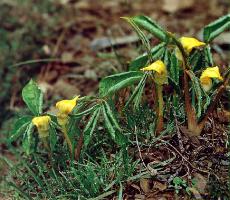 Arisaema flavum