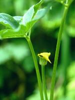 Arisaema flavum