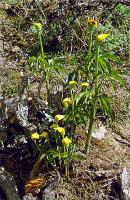 Arisaema flavum