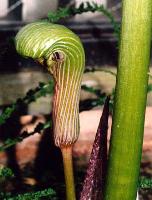 Arisaema galeatum