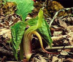 Arisaema handelii