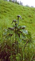 Arisaema heterophyllum in wild