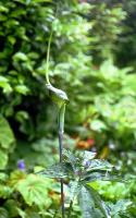 Arisaema heterophyllum