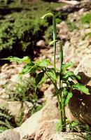 Arisaema jacquemontii