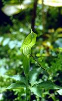 Arisaema jacquemontii