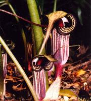 Arisaema kiusianum