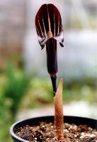 Arisaema ringens