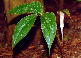 Arisaema lobatum