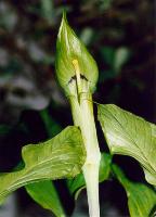 Arisaema monophyllum