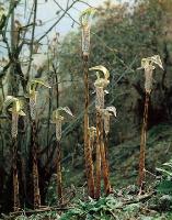 Arisaema kiusianum