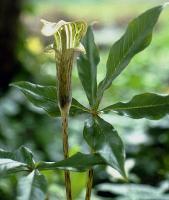 Arisaema nepenthoides