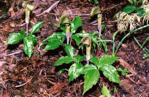 Arisaema amurense