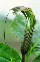 Arisaema propinquum