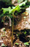 Arisaema propinquum