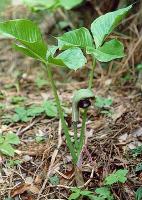 Arisaema ringens