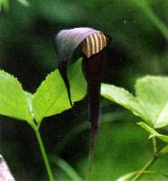 Arisaema sazensoo v. magnidens