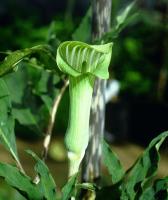 Arisaema serratum