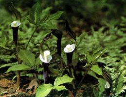 Arisaema sikokianum