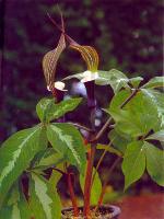 Arisaema propinquum