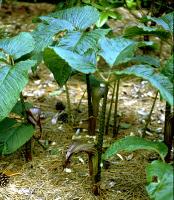 Arisaema speciosum