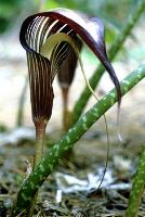 Arisaema speciosum