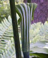 Arisaema candidissimum